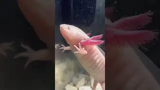 Регенерация у аксолотлей 