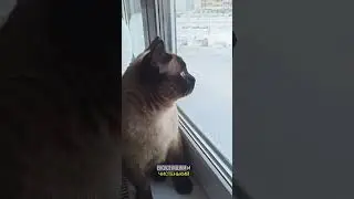 ЦАРЬ, ПРОСТО ЦАРЬ #коты#котики#смешныеживотные #шортс#shortscat#shorts