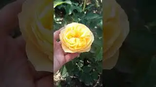 Летаю как пчёлка среди своих роз 🌹