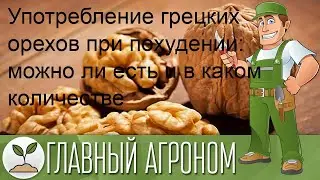 Употребление грецких орехов при похудении: можно ли есть и в каком количестве