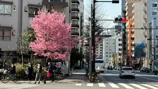 Tokyo Blossoms are Blooming — Right Now!