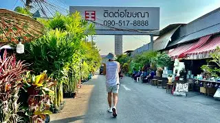 🇹🇭 Bangkok's Popular Weekend Market Sells Plants on Weekdays (Chatuchak Market)