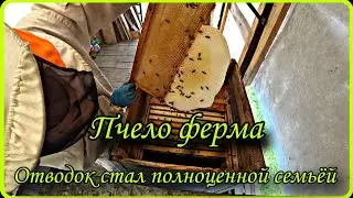 Пчело ферма. Отводок набрал силу, ставлю магазин, для сбора мёда.