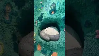 Totoro taking a nap in the tree hole樹洞裡午睡的龍貓