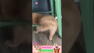 Приколы с животными , смешные кошки и собаки  , лучшие моменты  
