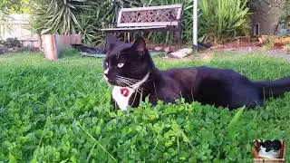 Tuxedo cats playing in the yard