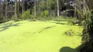 Gator Day - GoPro Florida