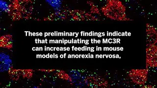 Scientists find new point of access for targeting eating disorders and obesity