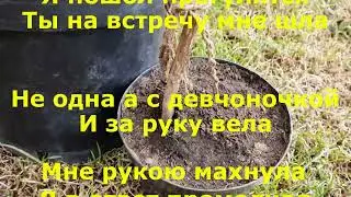 Мимоза Февральская! Караоке минус.