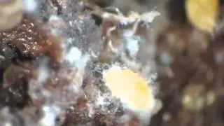 Root Mealy Bug