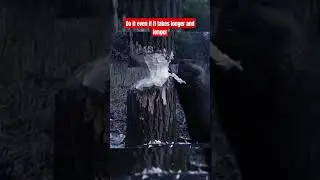 #beaver