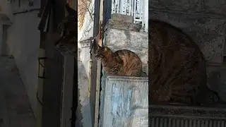 kedi videoları #kedi