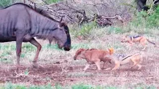 Battle Between Jackals & Wildebeest Mother over Baby