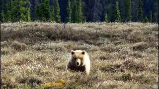 Alaska Adventure Diary Week 3 #adventure #travel #trip #alaska #live #roadtrip #camping #nature