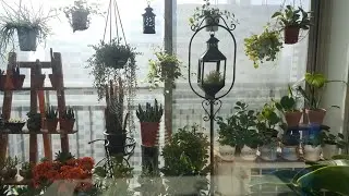 초록이들 거실에서  베란다로  봄맞이  햇볕샤워
