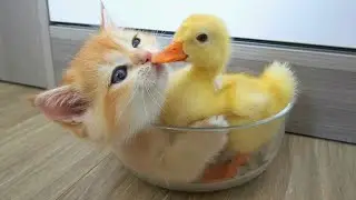 This kitten is madly in love with the duckling