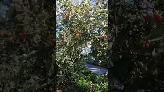 Барбариски в парке.