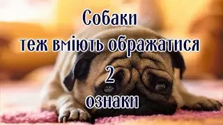 Собаки теж вміють ображатися 2 ознаки  Dogs also know how to be offended by 2 signs