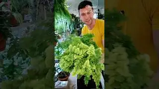 Работа с растениями ,чуть процесса