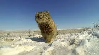 Манул Pallas's Cat