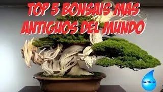 TOP 5 BONSÁIS MÁS ANTIGUOS DEL MUNDO