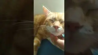 sleeping beauty of orange cat 🐈 #funny #catlover #kitten #pets #cat #kermit