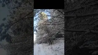 Охота с Фокстерьером в Манской тайге, Восточный Саян. 04.11.2023