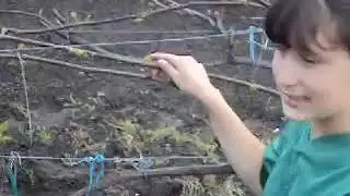 Танюшка (14 лет) учит подвязывать виноград весной.