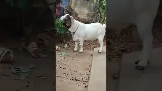 Boer Goat / Motivation speech/ The Goat Master Farm. #asiancountry