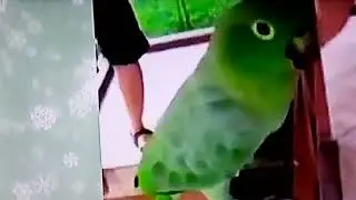 Смех попугая