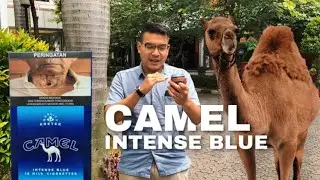 [REVIEW ROKOK] Camel Intense Blue