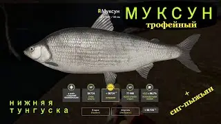 Рр4 | МУКСУН ТРОФЕЙНЫЙ | Нижняя Тунгуска | + сиг-пыжьян