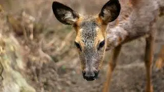 Il capriolo - caratteristiche, dove vive e le sue abitudini