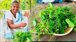 Village Organic healthy recipe | বাগানের টাটকা তেলাকচু শাকের রেসিপি | bengali telakochu shak