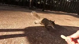 Squirrel Nicely Takes Peanut from My Hand Video 3