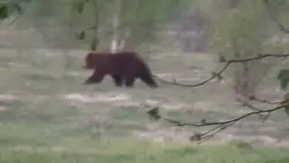 Bear hunting. Large males arrived June 13, 2026