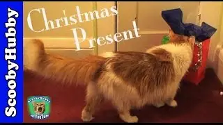 Christmas Present -- Cat Clips #34
