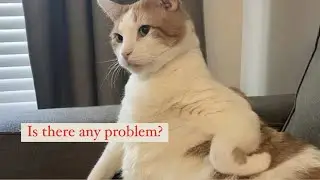 Funny Cats  2022 - Impossible not to laugh 😂