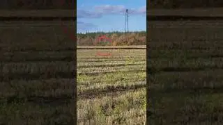 #дикиеживотные