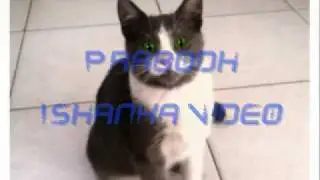 Thumko (Cat Version) - Centigradz