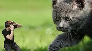 DIFERENÇA ENTRE GATOS TE ATACANDO E VOCÊ SENDO ATACADO