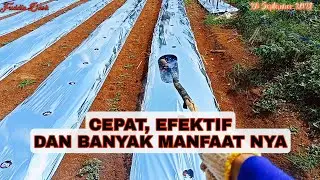 PROSES PELUBANGAN MANUAL PLASTIK MULSA UNTUK TANAMAN TUMPANG SARI
