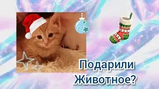 Мои подарки на ❄️НОВЫЙ ГОД ❄️Что мне подарили? Как дела у моих питомцев? ХОМО / ШОУ