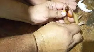 8 июля 2021 г.  КУПИРОВАНИЕ ХВОСТА  НУТРИИ