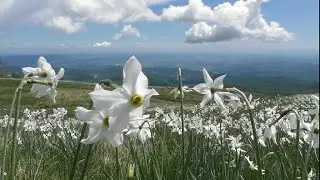 Narcisi