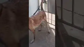 cute dog just took a bath 😲 😍