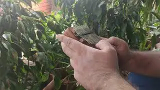 #besiktas #kalimba #bjk BESİKTASIM SEVMİSİZ SENİ (KALİMBA COVER)