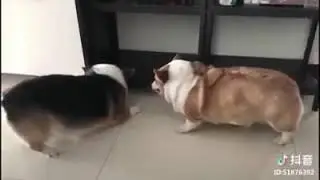funny husband and wife fight / komik kari koca kavgası aynısı