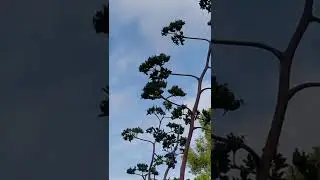Агава - это такое большое и экзотичное