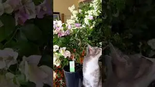 Кошка Ася в бугенвиллиях